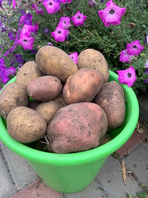 Картофель