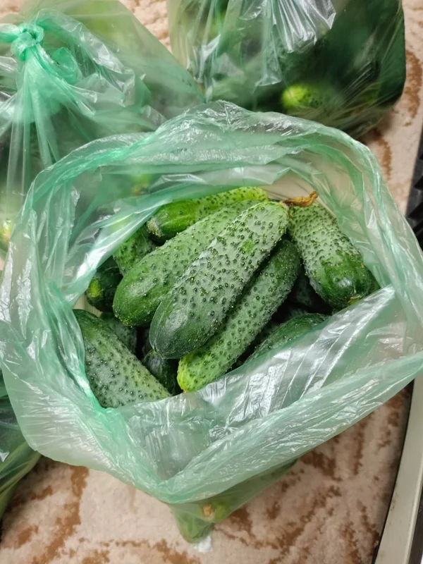 Огурцы