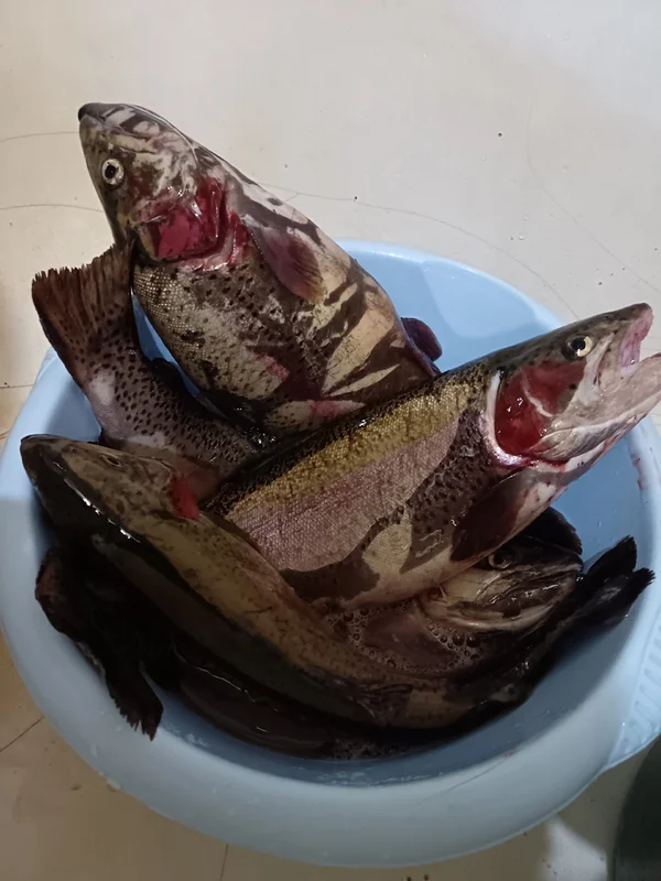 Форель