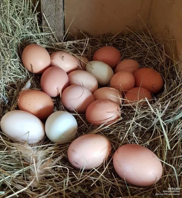 Домашние яйца от молодых курочек