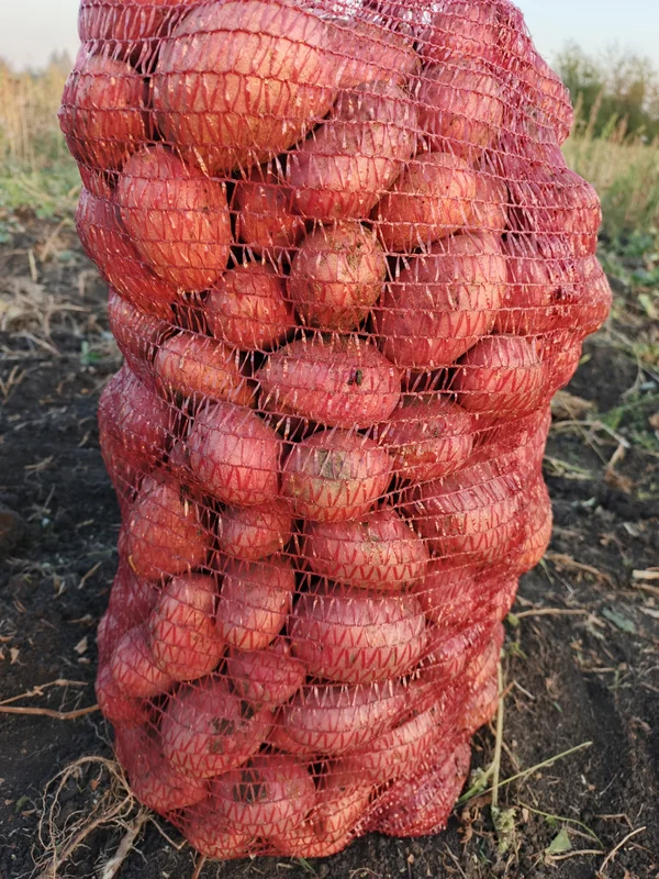 Картофель