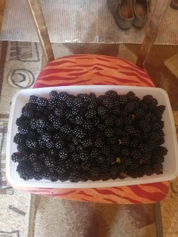 Ежевика