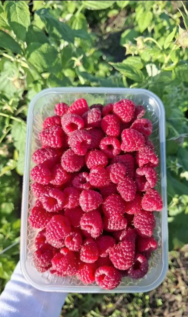 Малина