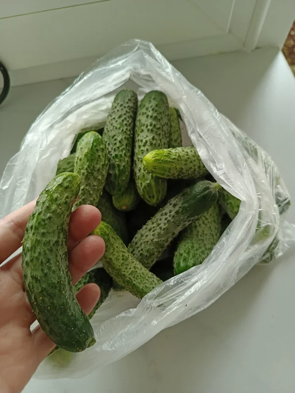 Огурцы
