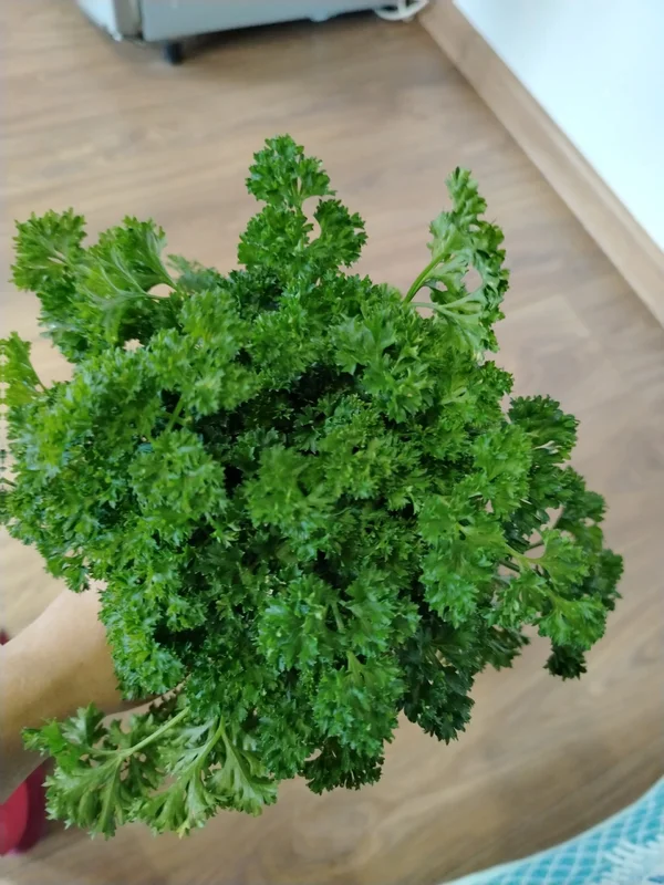 Петрушка кудрявая