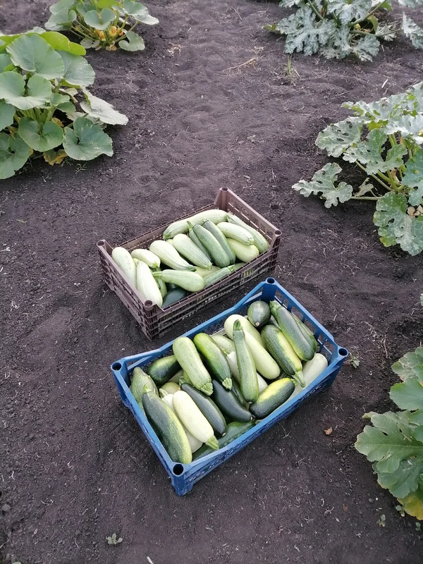 Кабачки