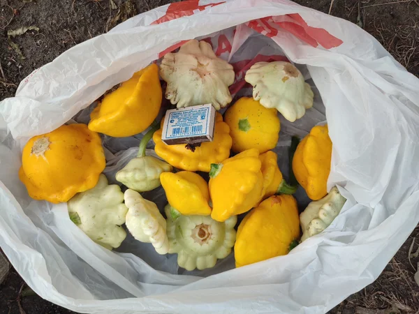 Патиссоны