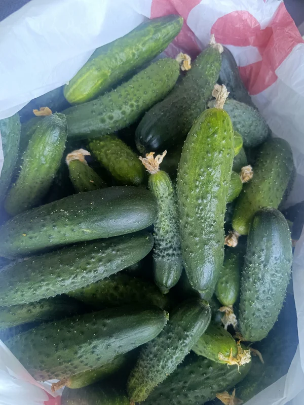 Огурцы