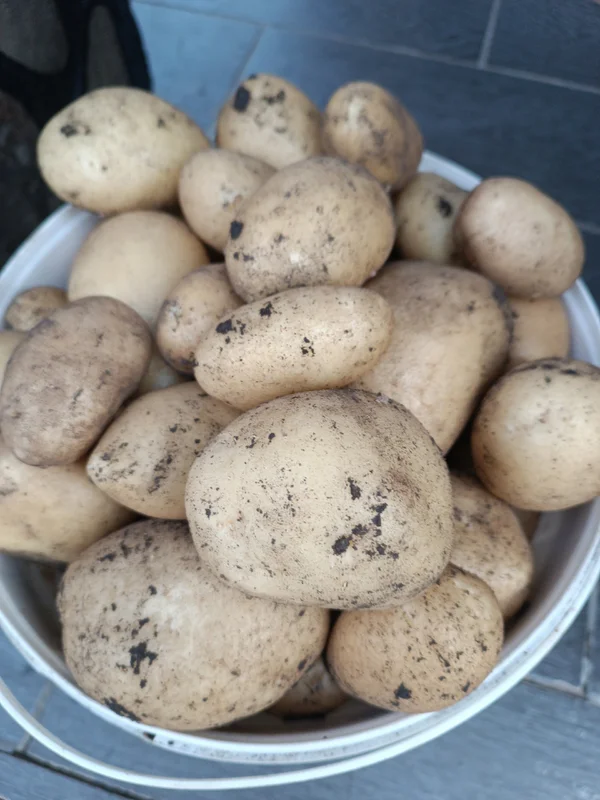 Картофель
