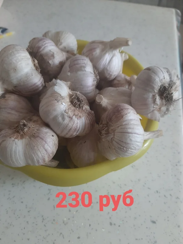 Чеснок Любаша