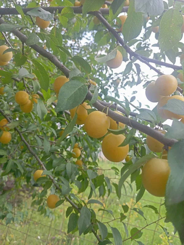 Слива жёлтая