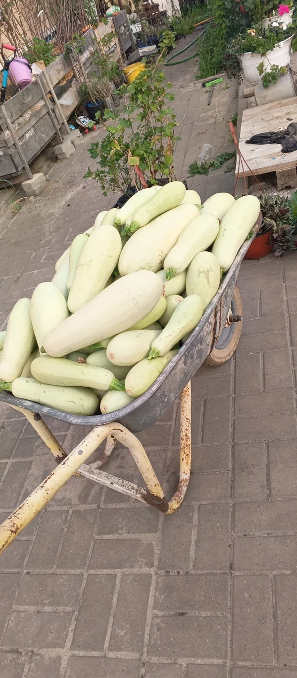 Кабачки