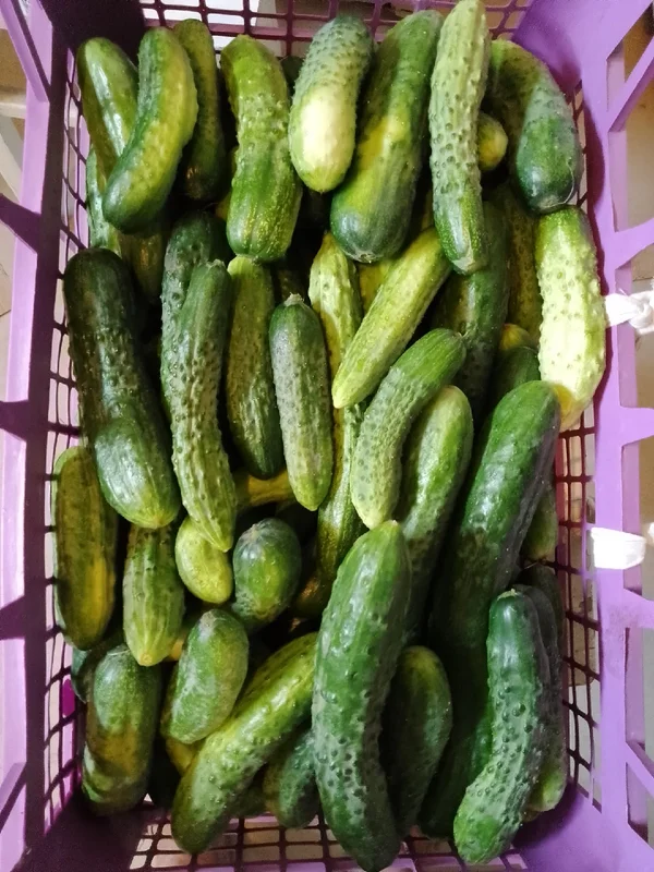 Огурцы