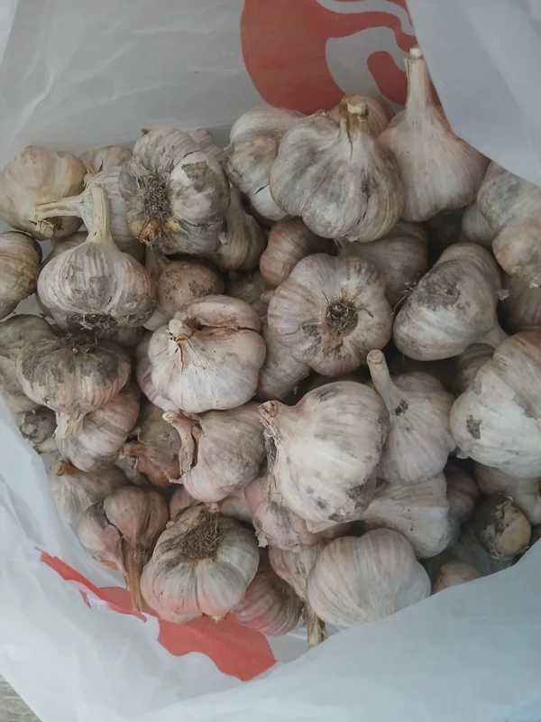Чеснок средний и покрупнее
