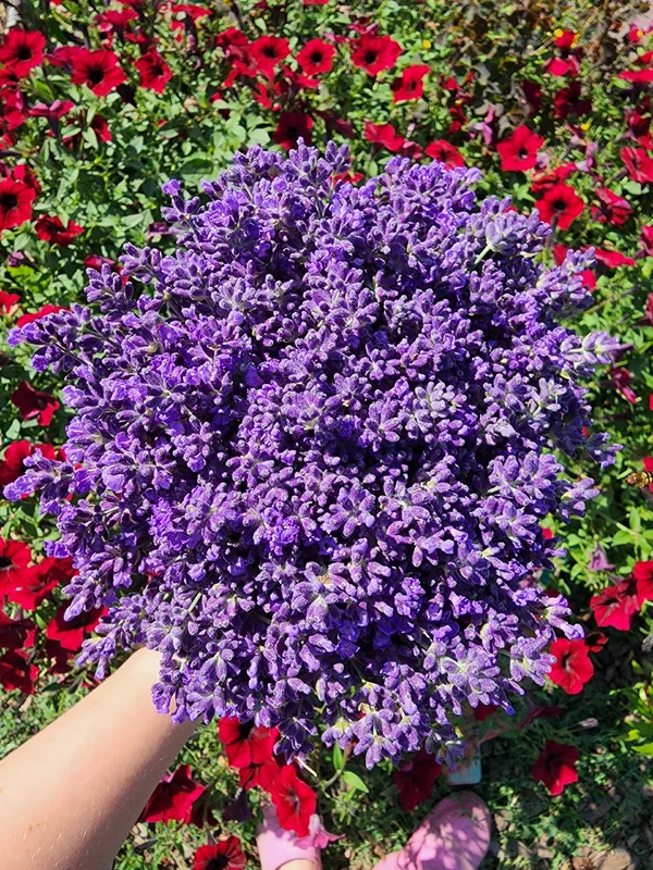 Букет лаванды