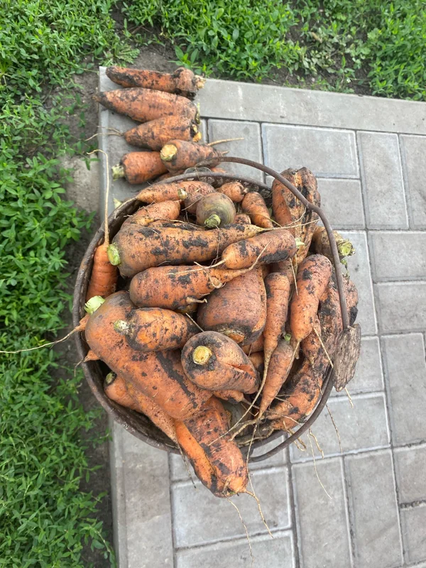 Морковь не кондиция