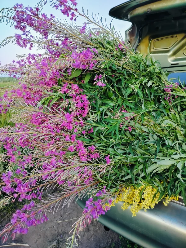 Иван-чай сушеный (кипрей), зеленый сбор 2025 года