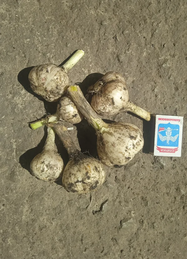 Чеснок