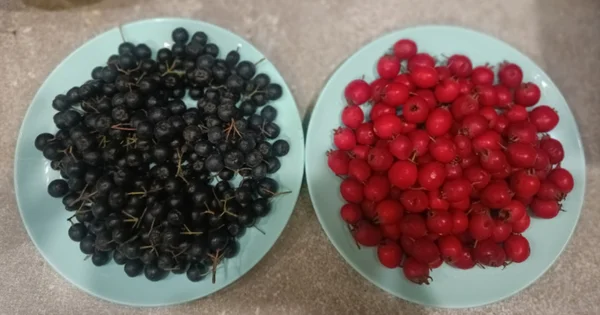 Черноплодная рябина