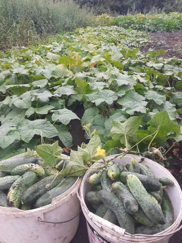 Огурцы