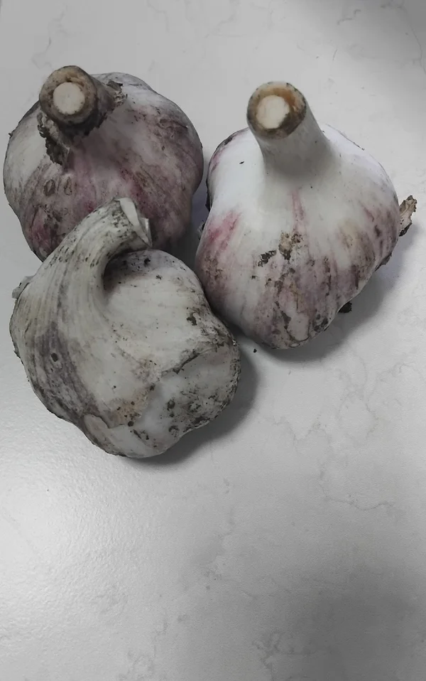 Чеснок
