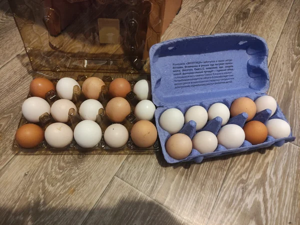 Домашнее куриное яйцо