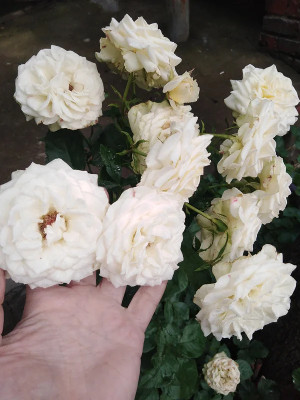 Роза