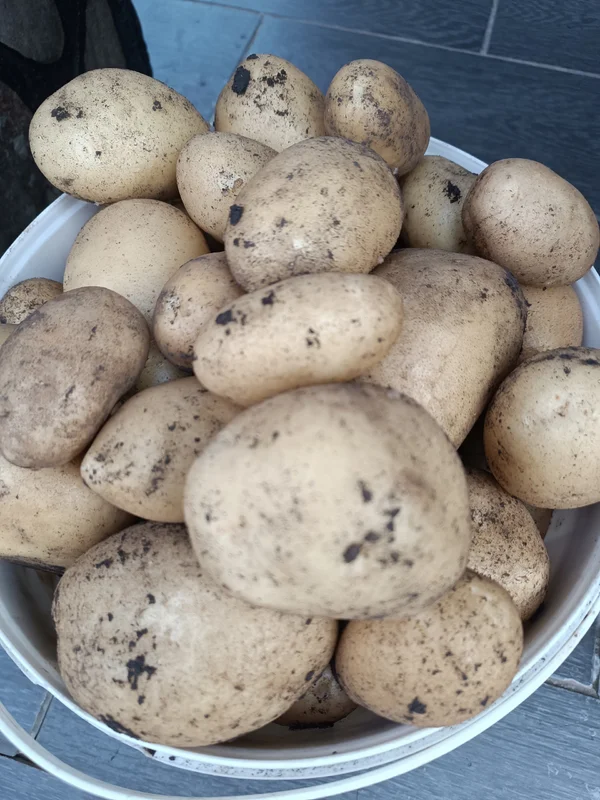 Картофель