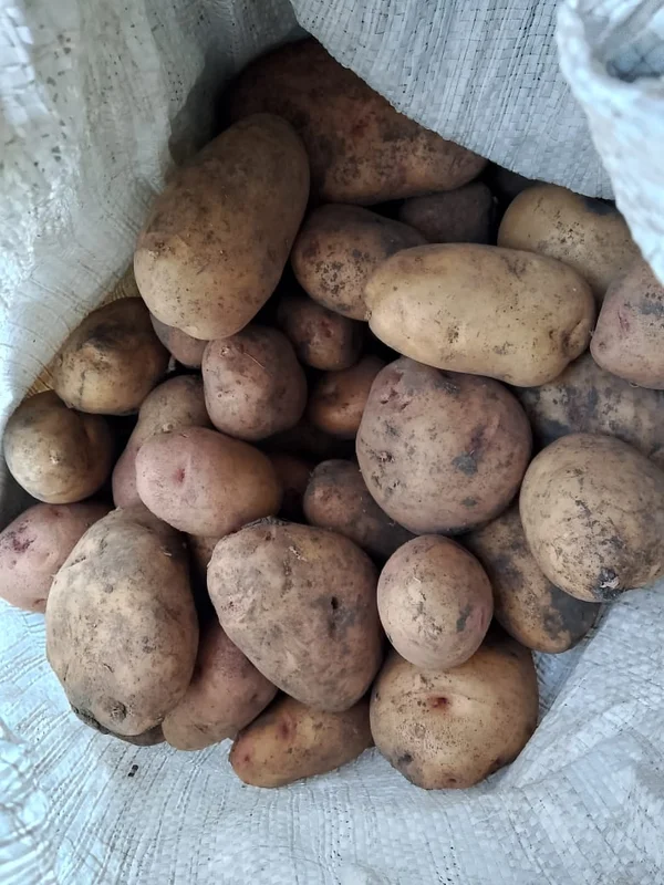Картофель