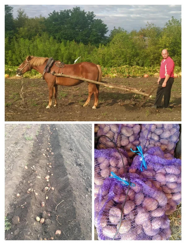 Картофель розовый