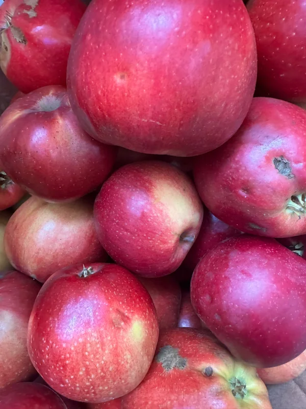 Яблоки сорт Лиголь