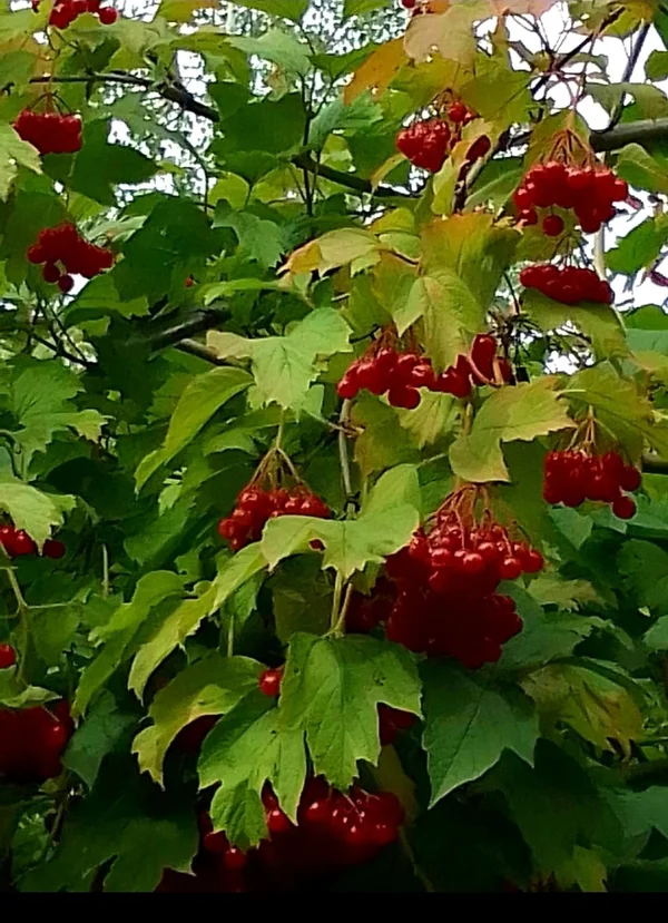 Калина