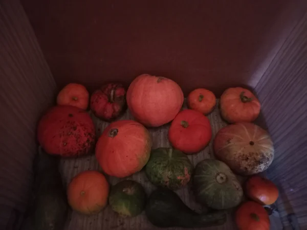 Тыква -дыня