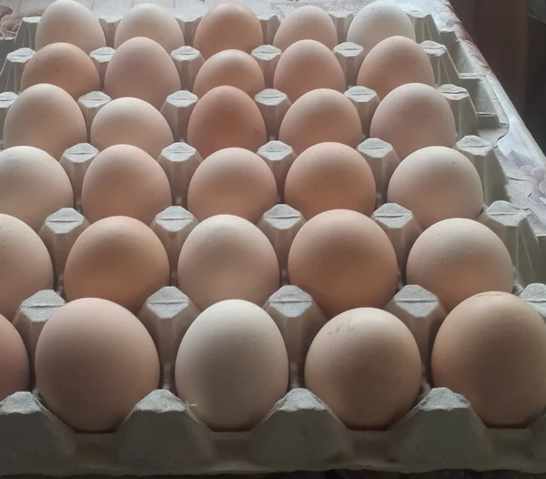 Домашнее куриное яйцо