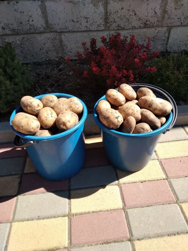 Домашний картофель