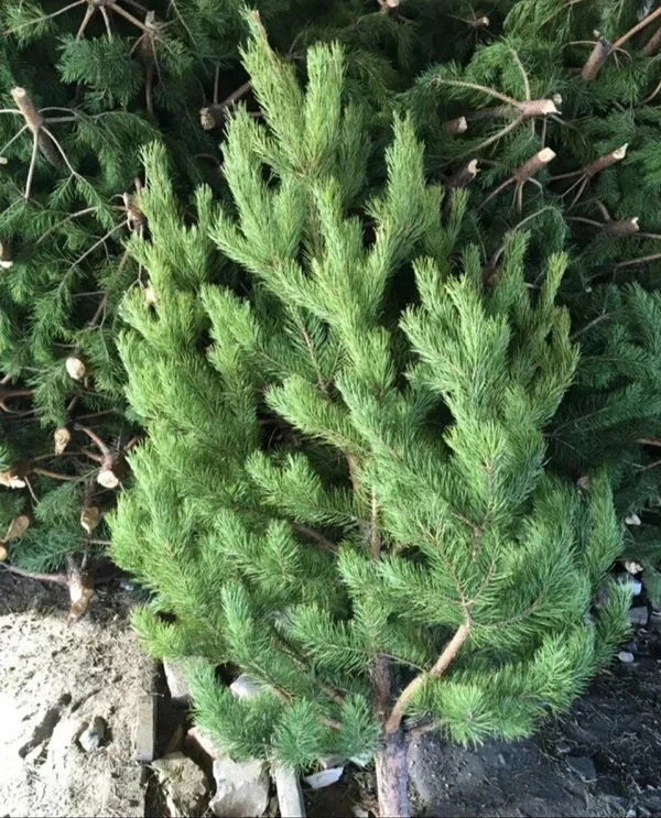 Новогодние ёлки