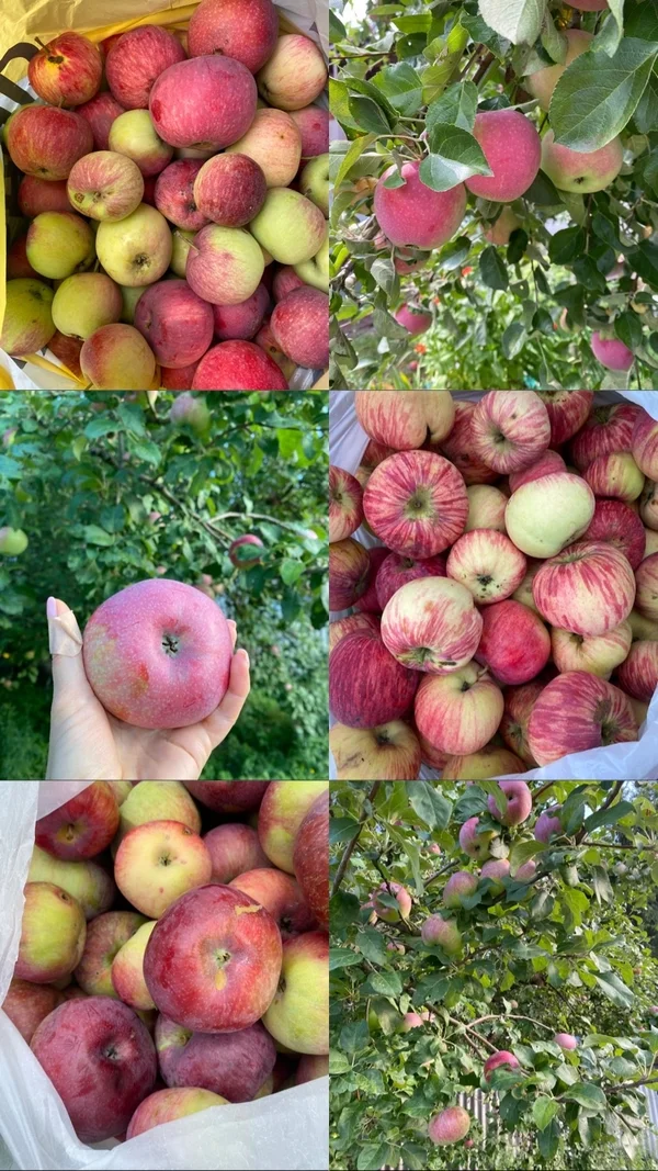 Яблоки, разные сорта