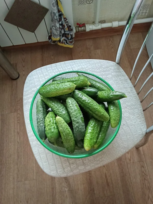 Огурцы