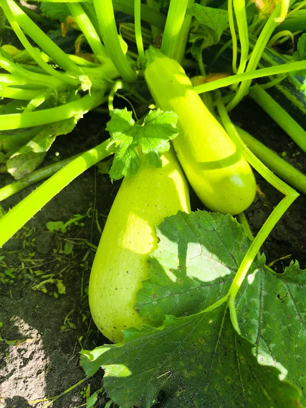 Кабачки
