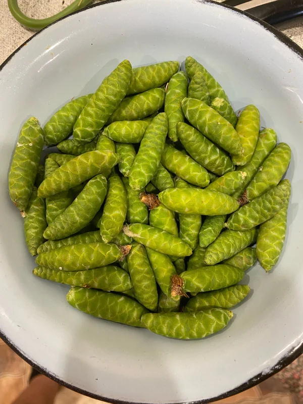 Шишки еловые