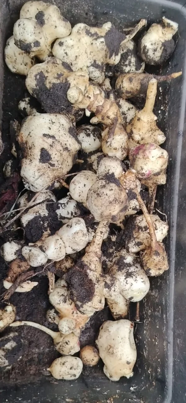 Клубни топинамбура