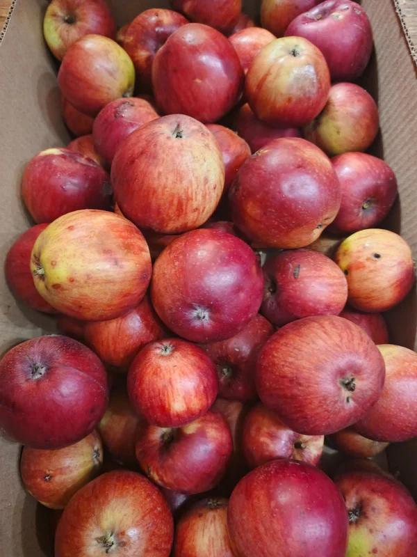 Яблоки