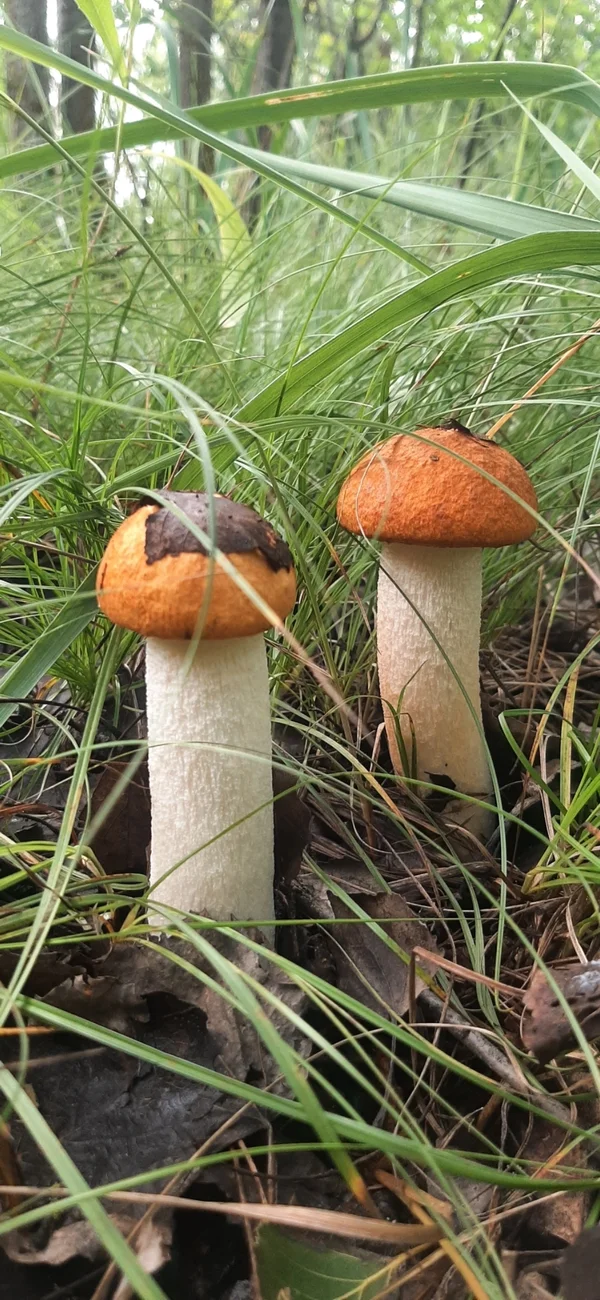 Грибы маринованные