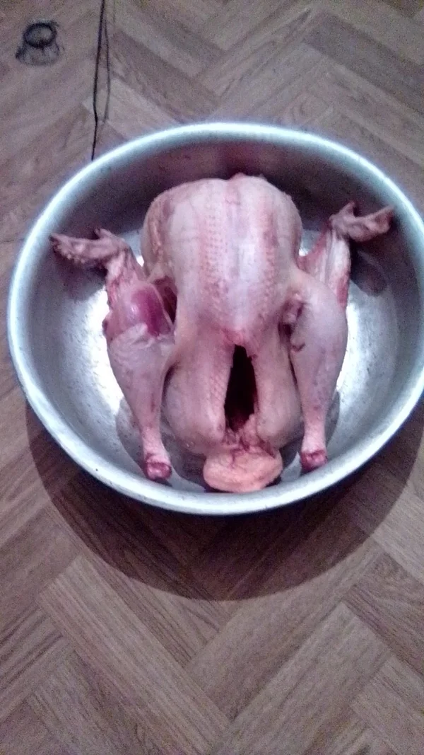 Домашняя индейка