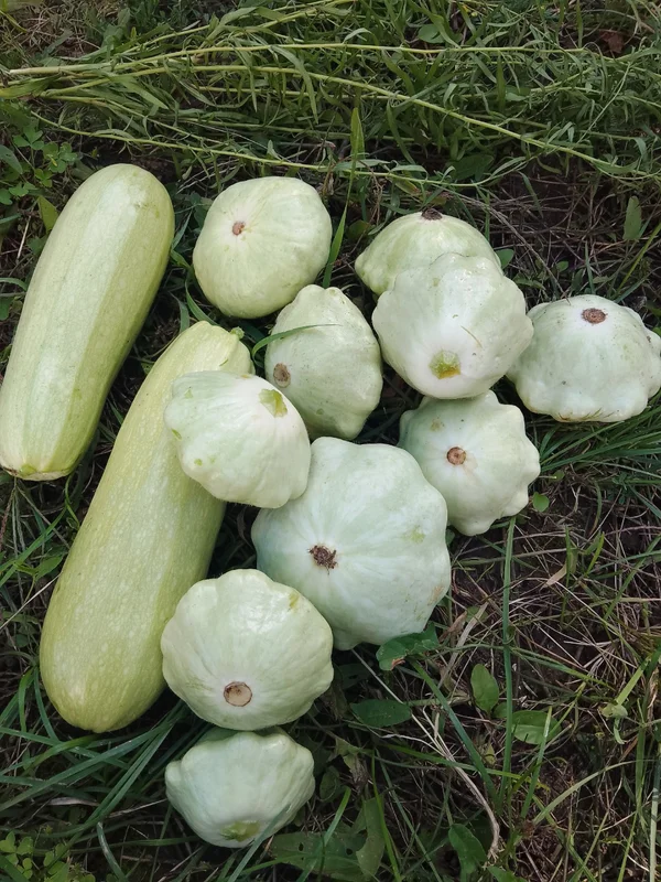 Патиссоны