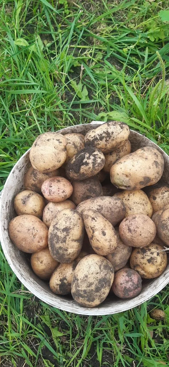 Картофель (розовый и белый)