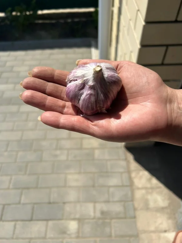 Чеснок