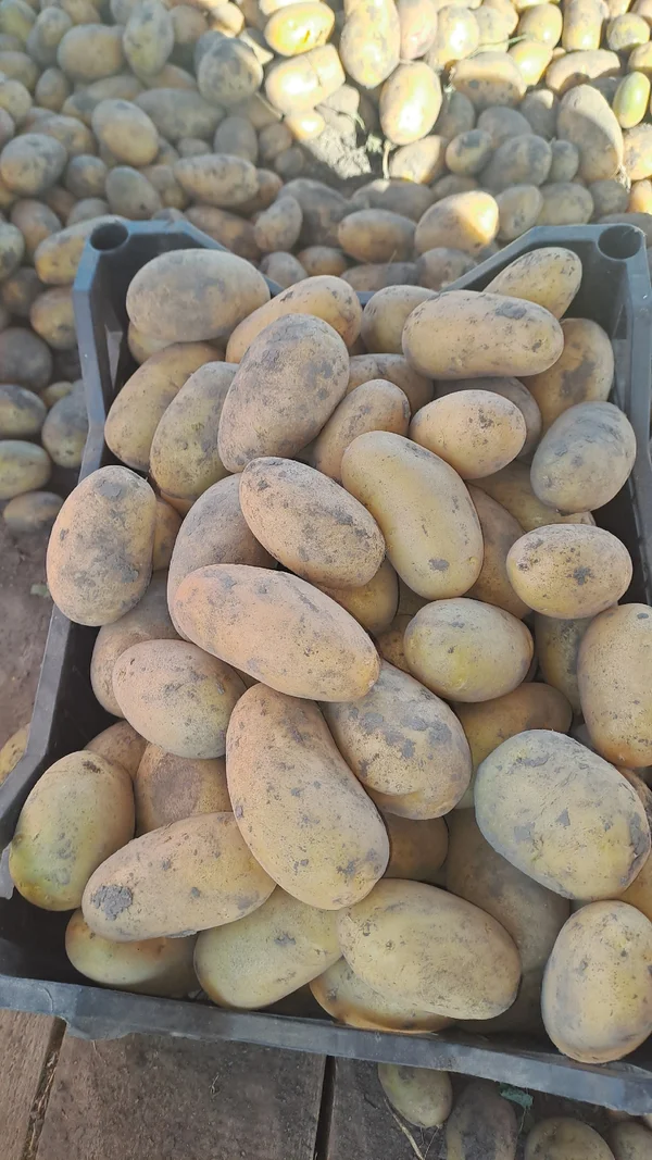 Картофель