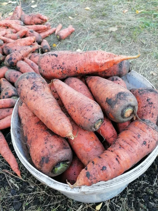 Морковь