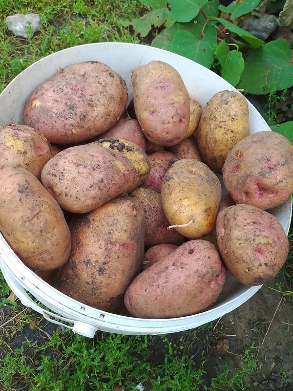 Картофель